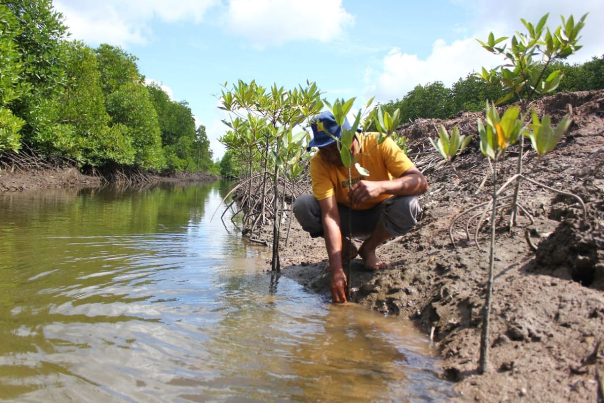 Supaya hutan mangrove Lubuk Kertang tetap lestari