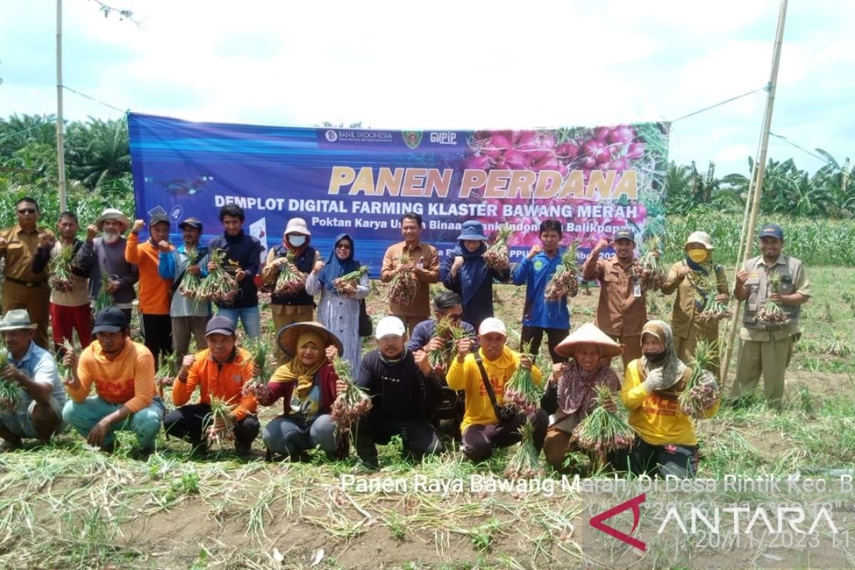 Petani bawang merah Penajam gunakan irigasi 