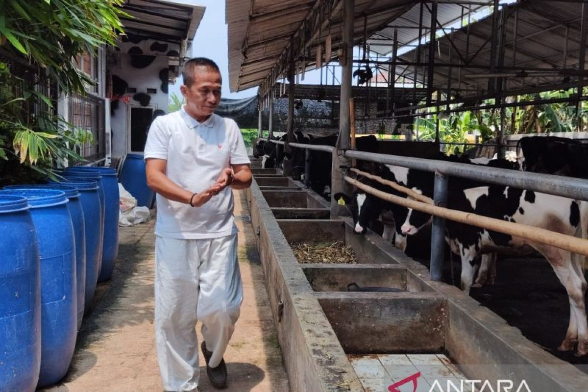 Bugar berkat susu dari Kampung Sapi Perah Jakarta