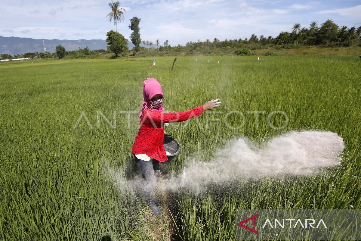 Distanbun: 140.910 ton pupuk bersubsidi tersalurkan bagi petani Aceh