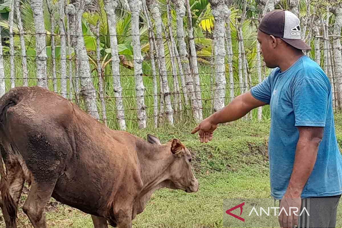 Belasan ekor sapi di Aceh Besar mati mendadak