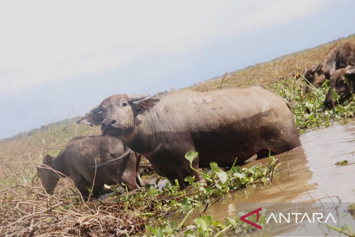 Pemkab HSU bangun sarana pendukung pada wisata kerbau rawa