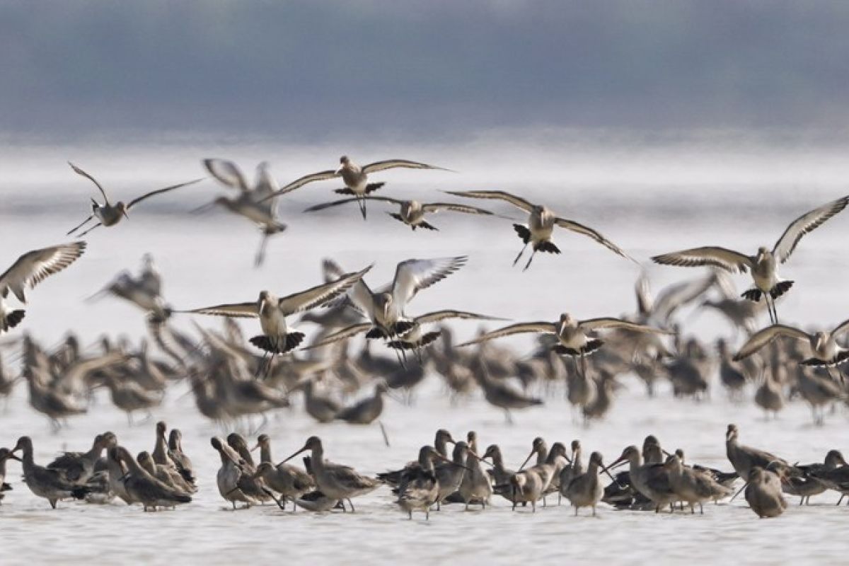 AI tingkatkan konservasi burung di danau air tawar terbesar di China