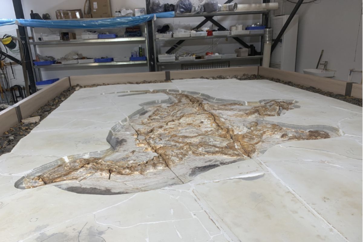 Rare dinosaur fossils with intact skin discovered in Hebei Province, China