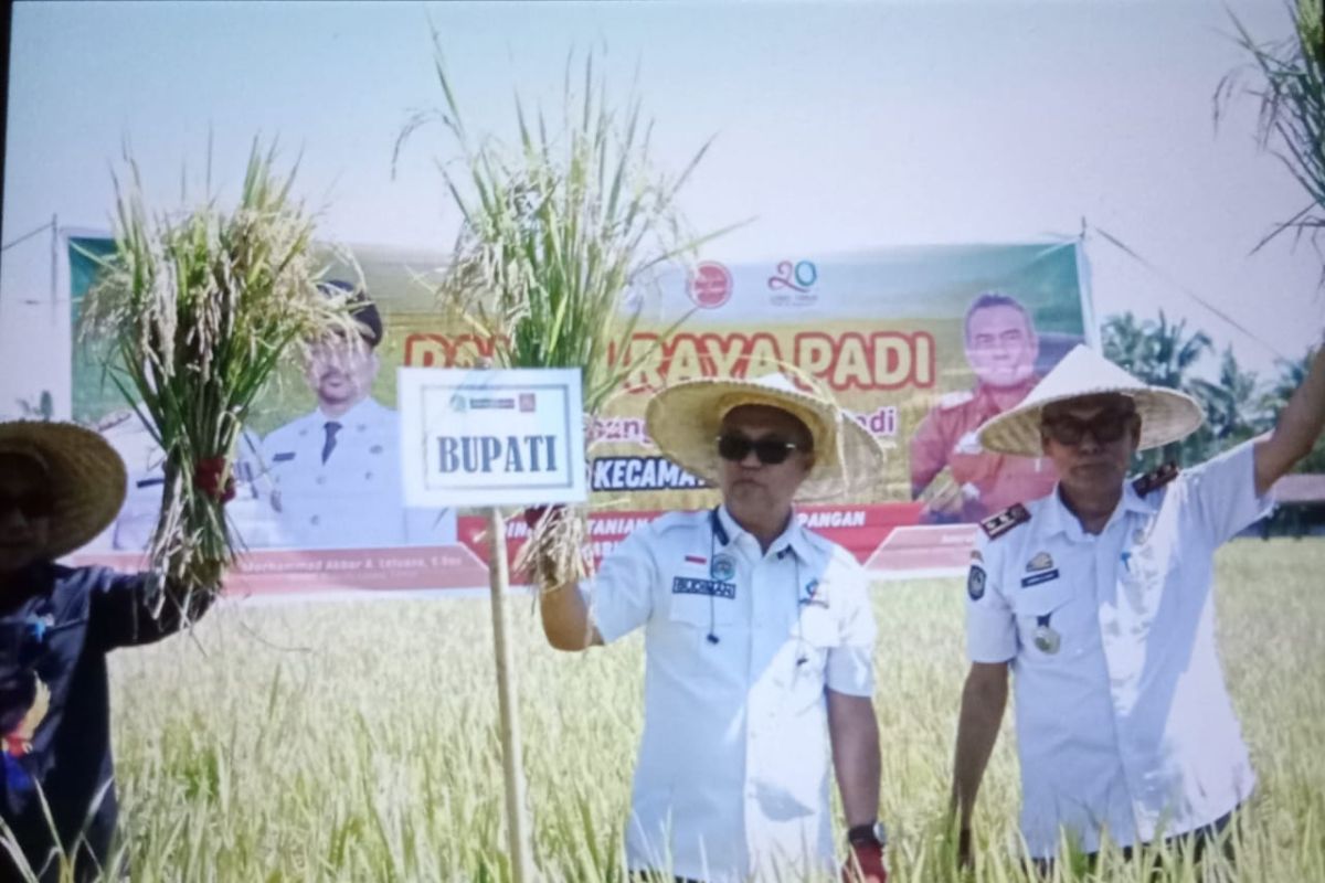 Bupati Luwu Timur panen raya penangkaran benih padi di BPP Wotu