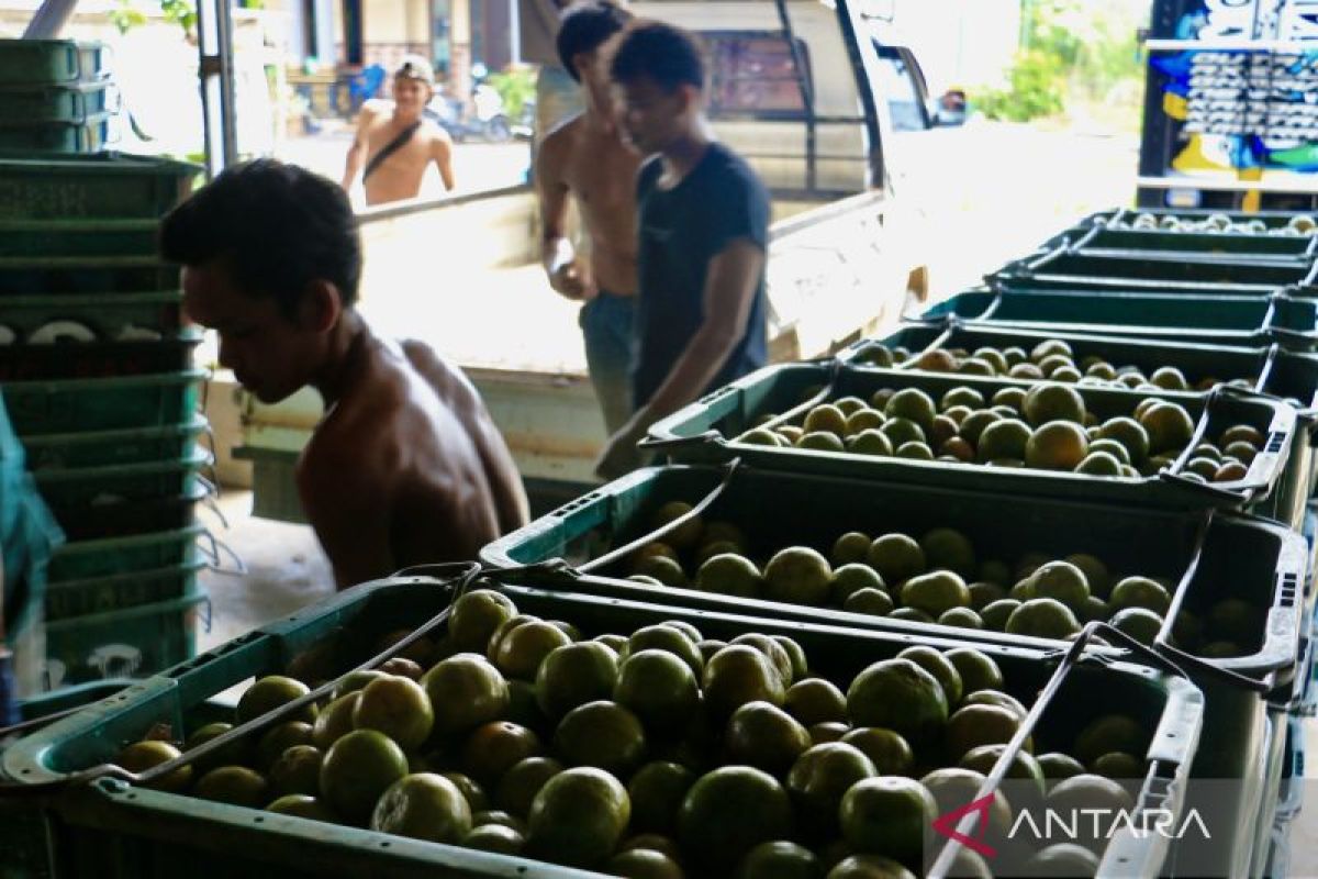 S Kalimantan's Kampung Jeruk sends 1,500 tons oranges per month to Java
