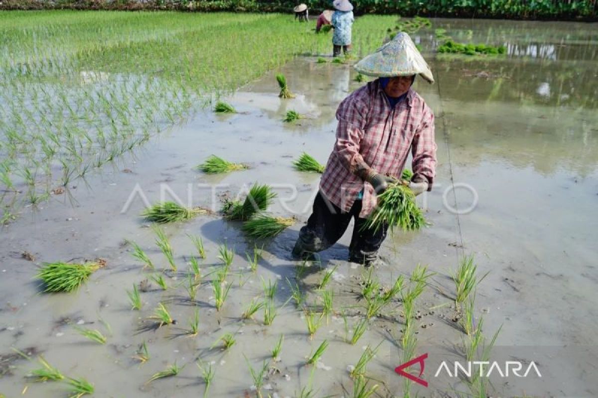 Distanpan Abdya butuh penambahan petugas penyuluh pertanian, ini alasannya