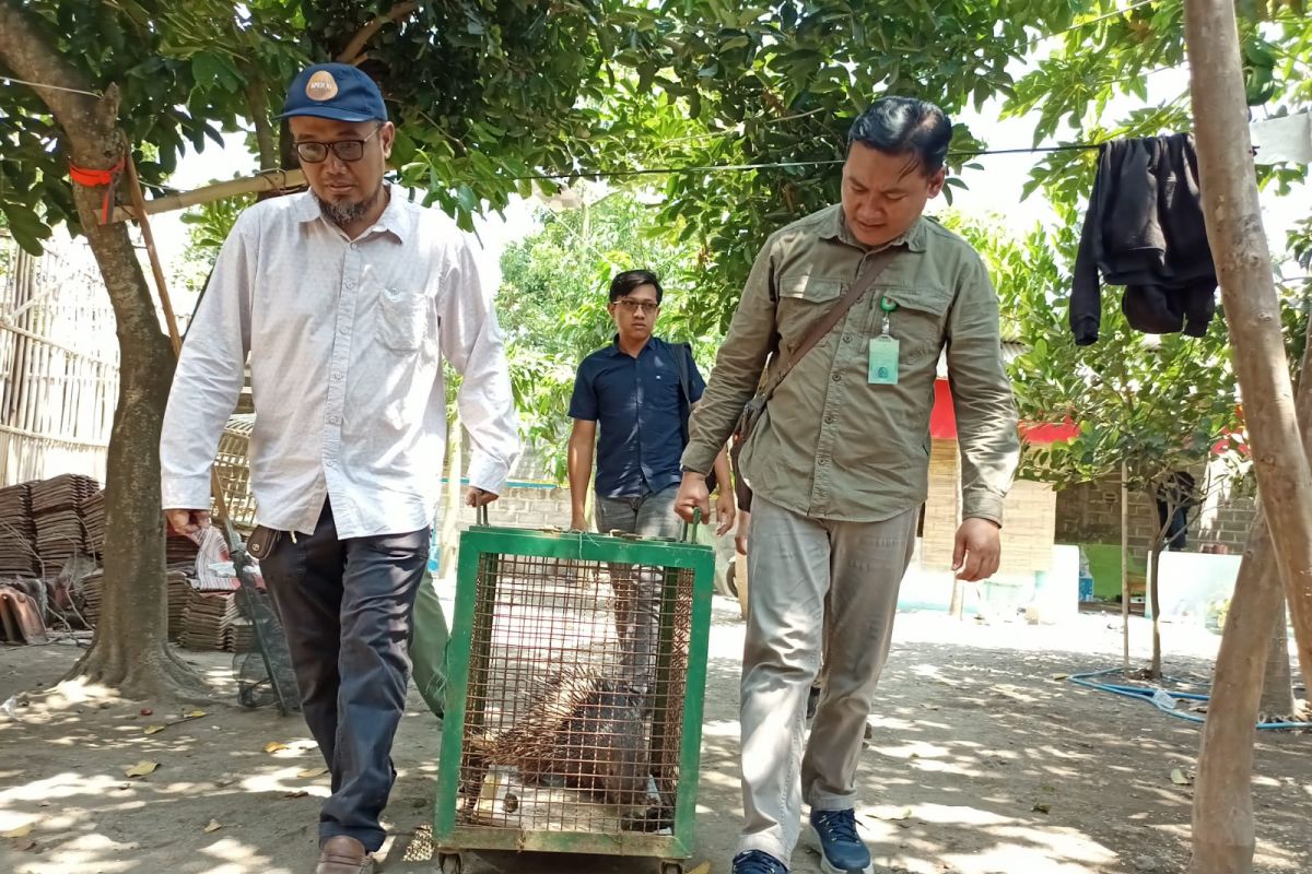 Polres Tulungagung temukan penangkaran satwa dilindungi