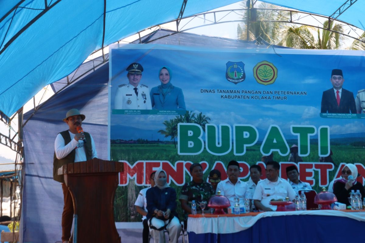 Bupati Kolaka Timur panen raya bersama petani di Ladongi