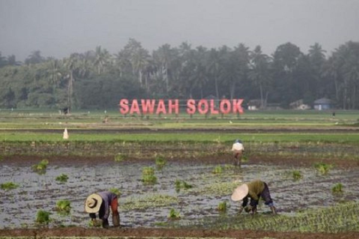 Mempertahankan luas sawah dan meningkatkan Produksi Beras Solok