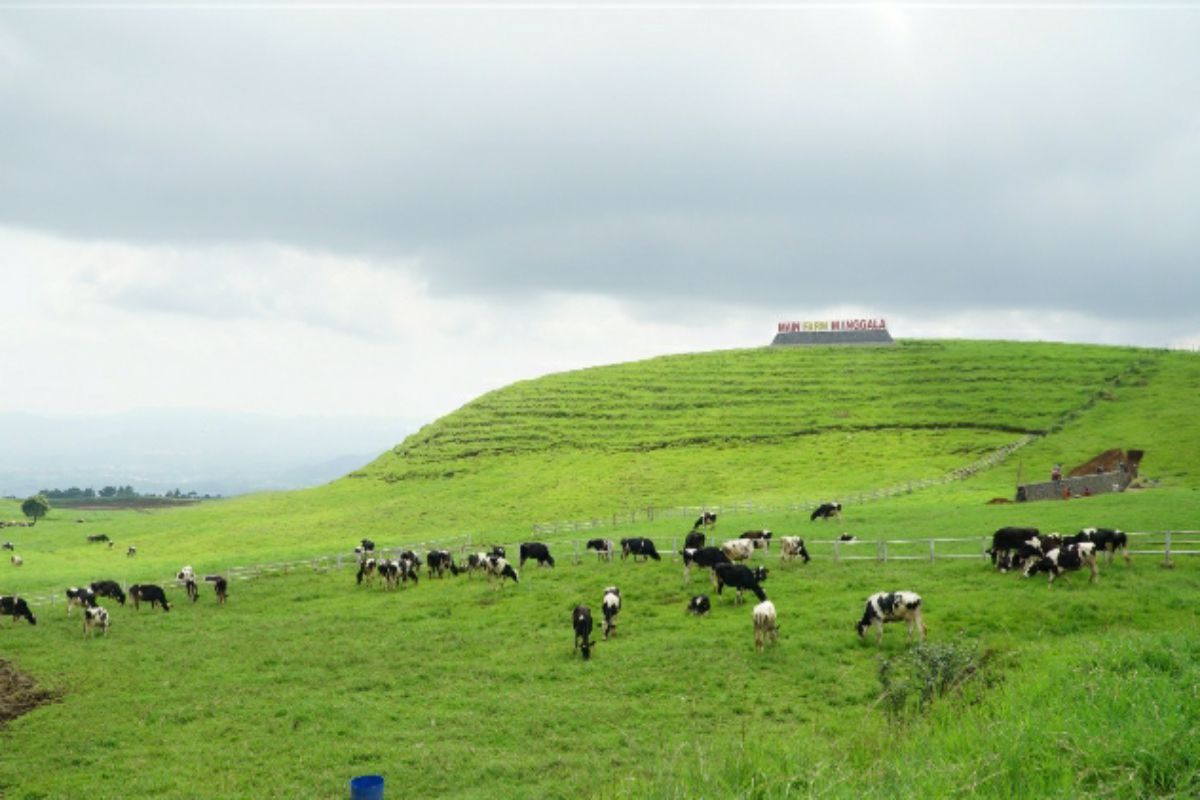 Dukung Farm Manggala Banyumas, PLN beri layanan "electrifying agriculture"