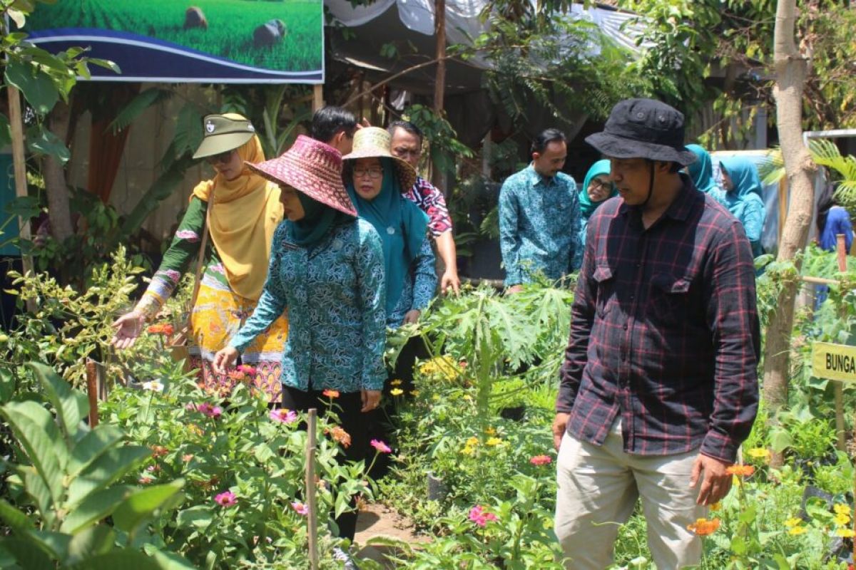 Disperta-PKK Probolinggo bersinergi wujudkan pekarangan pangan lestari