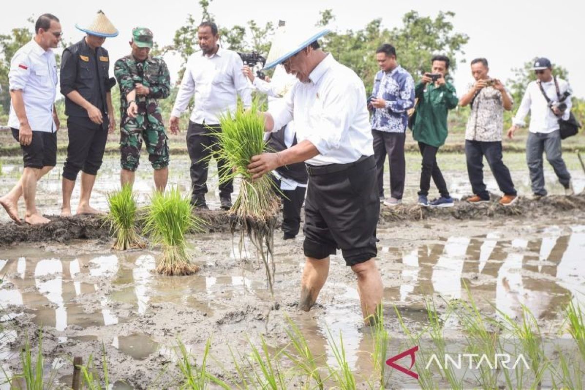 Ombusman apresiasi Mentan Andi Amran siapkan dana pribadi untuk penyediaan benih