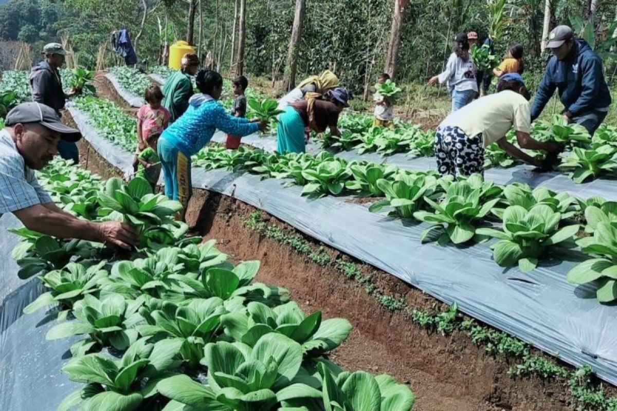 Panen Perdana, Kelompok Tani Hortikultura Poco Leok NTT Binaan PLN Raup Keuntungan Besar