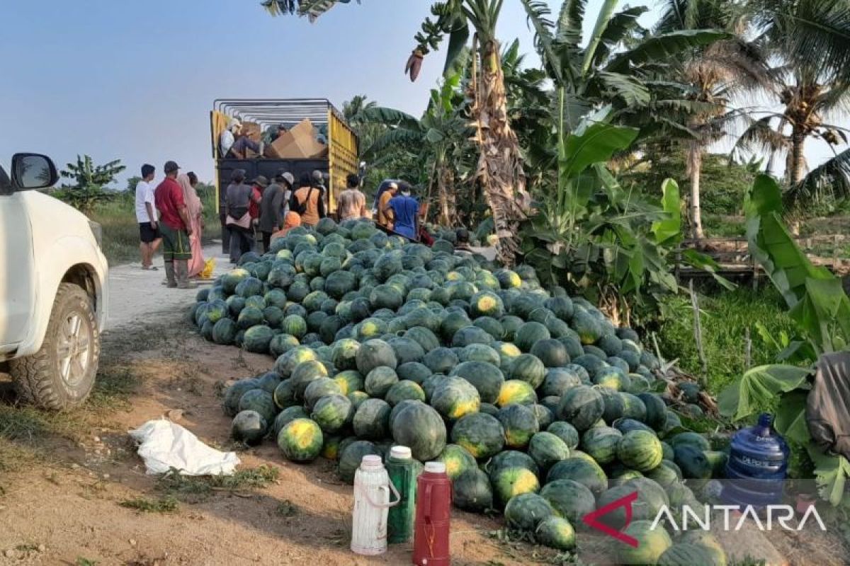 Petani Penajam panen semangka 25 ton per hektare saat kemarau