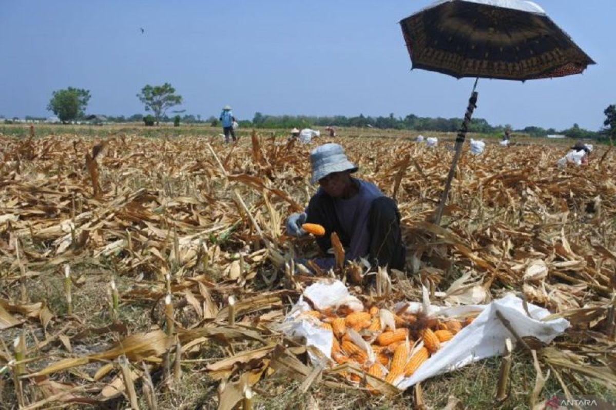 DKPP Kabupaten Madiun pastikan ketersediaan jagung pakan aman