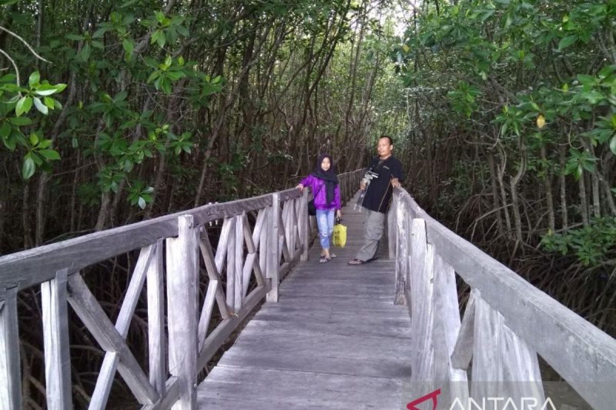 Desa Tongke-Tongke taman wisata mangrove andalan Sulsel