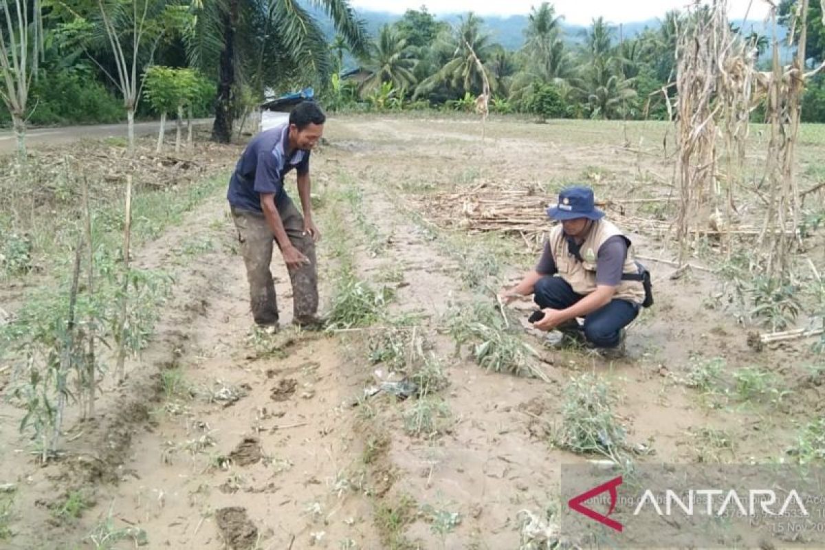 Distanbun: 4.274 hektare lahan padi dan jagung terendam banjir di Aceh