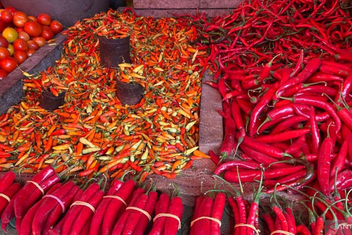 Wow, Harga cabai di Kendari capai Rp110 ribu per Kg