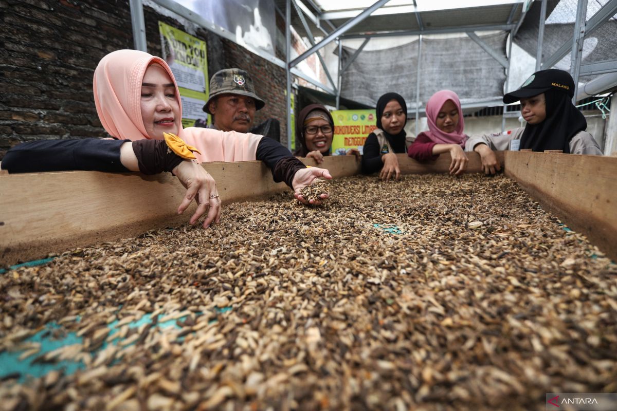 KKP kembangkan produk pakan ikan dari maggot