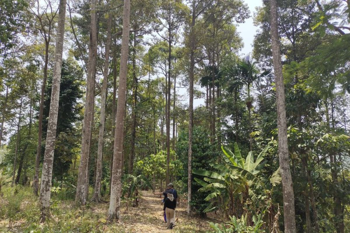 Akademisi: Rehabilitasi hutan cegah dampak buruk perubahan iklim