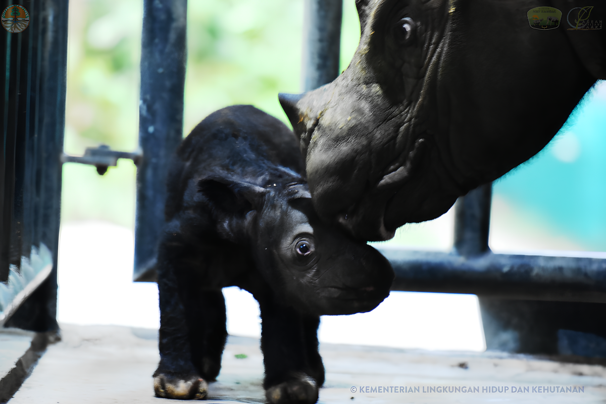 Kabar gembira, seekor bayi badak lahir lagi di Taman Nasional Way Kambas