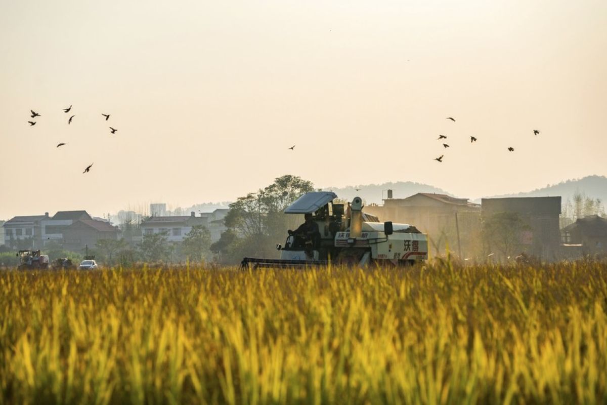 Varietas padi rendah kadmium raih sertifikasi nasional di China