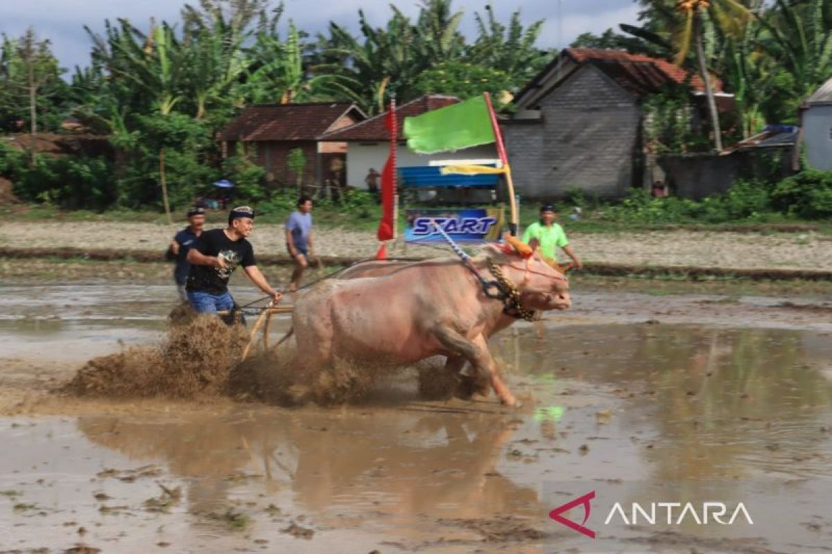 Lomba pacuan kerbau makepung Jembrana menyedot ribuan penonton