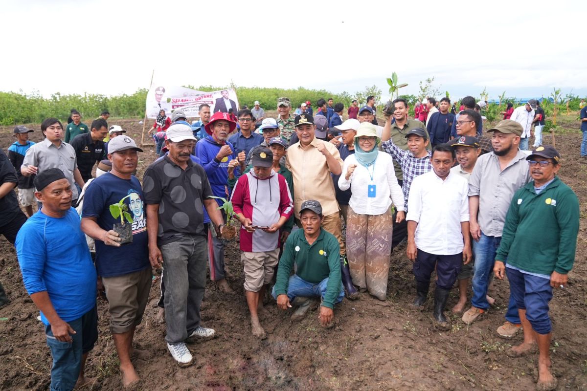 500 petani di Sidenreng Rappang membudidayakan pisang cavendish