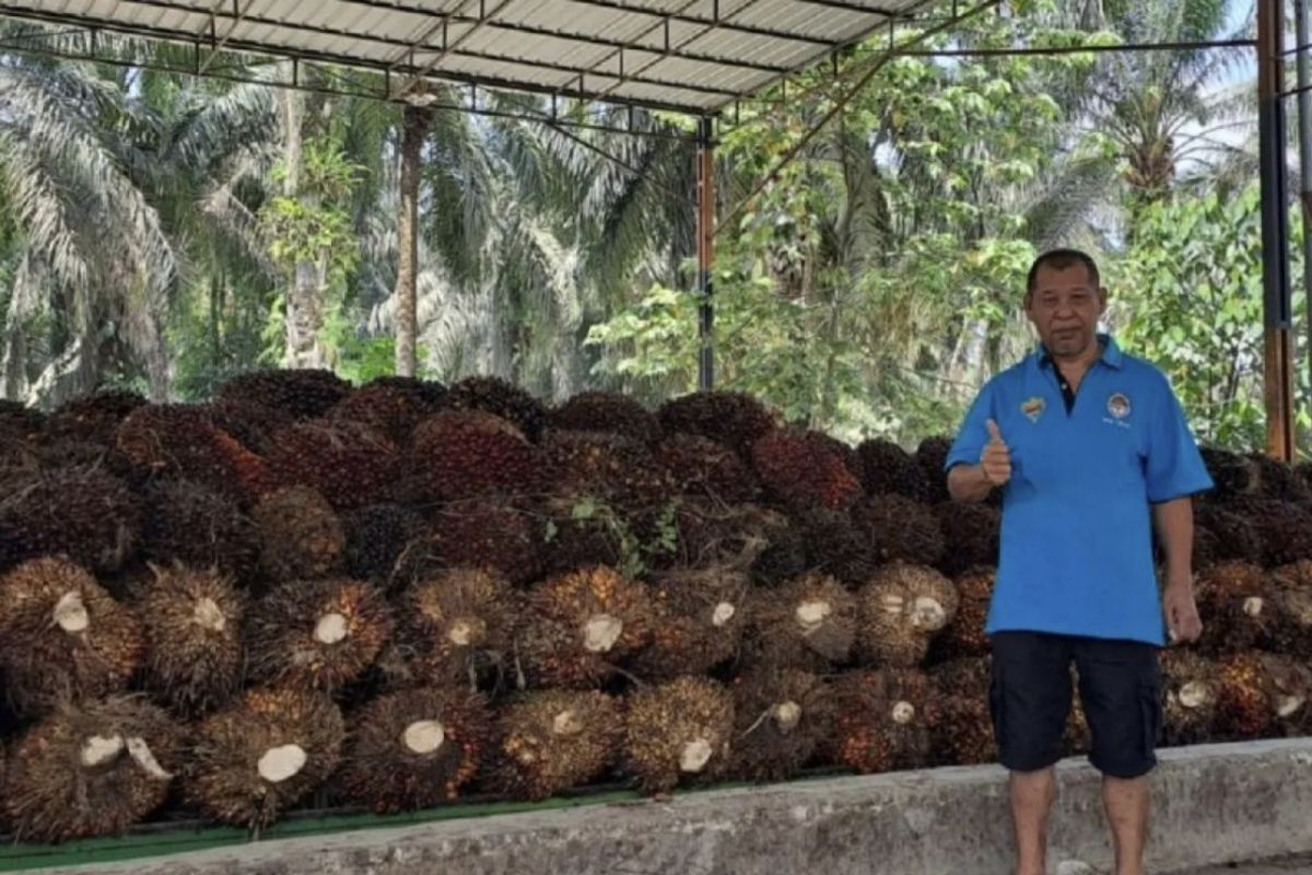 Melihat kemakmuran petani sawit di Riau