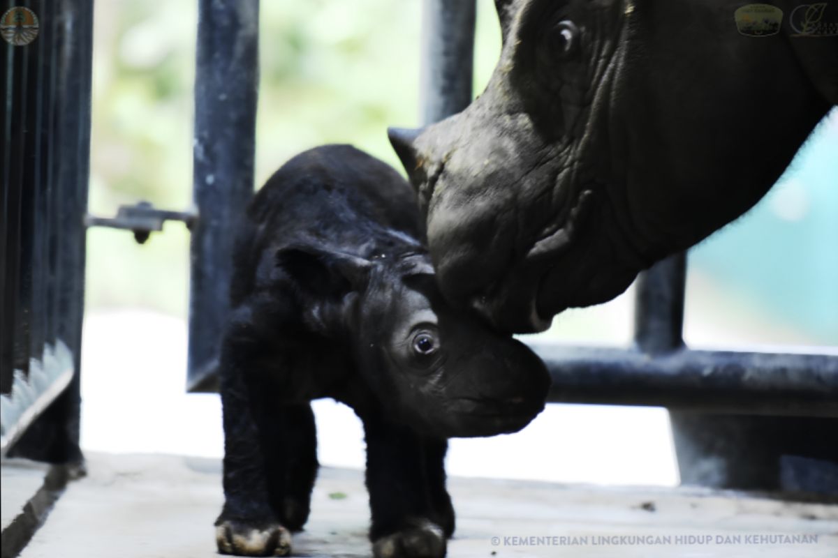 Seekor anak badak jantan lahir di Taman Nasional Way Kambas
