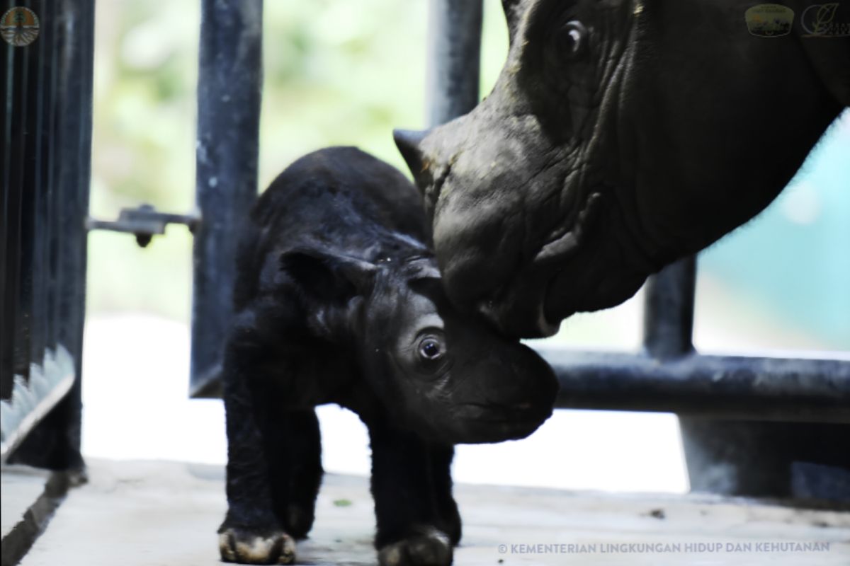 Seekor anak badak jantan lahir di Way Kambas Lampung