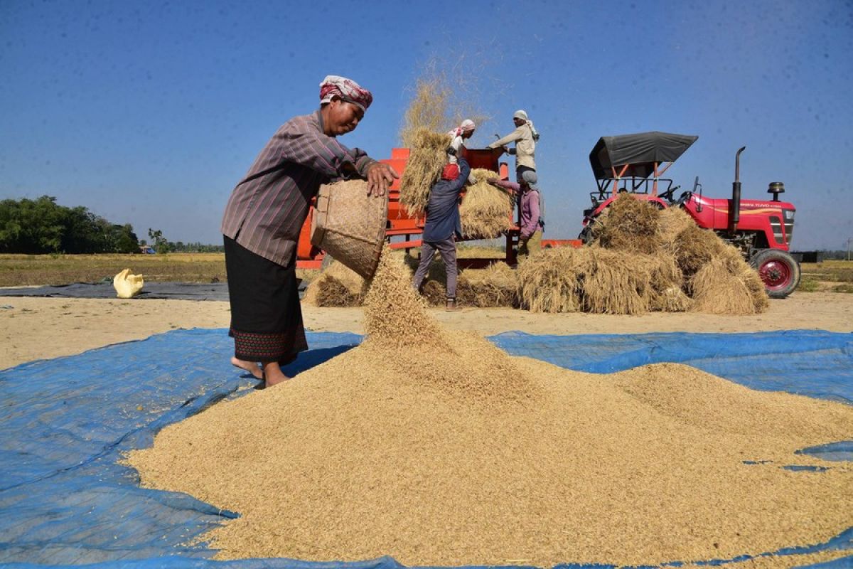 Album Asia: Mengintip panen padi di Assam, India