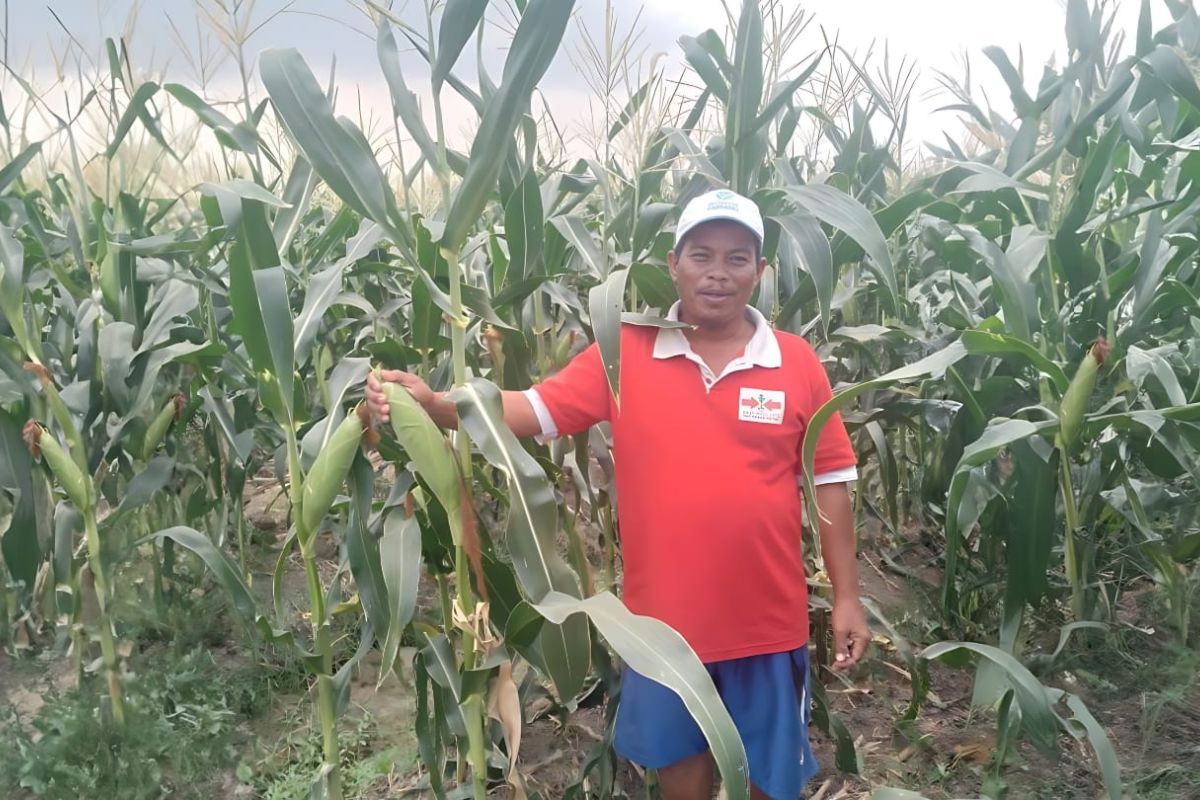 Benih jagung manis berkualitas Cap Panah Merah mampu menjawab kekhawatiran petani