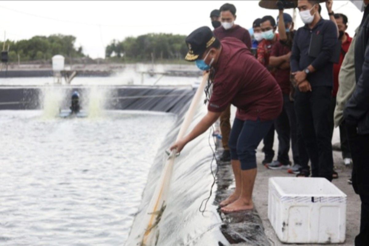 Kalteng bangun tambak udang bantu pemenuhan target produksi nasional