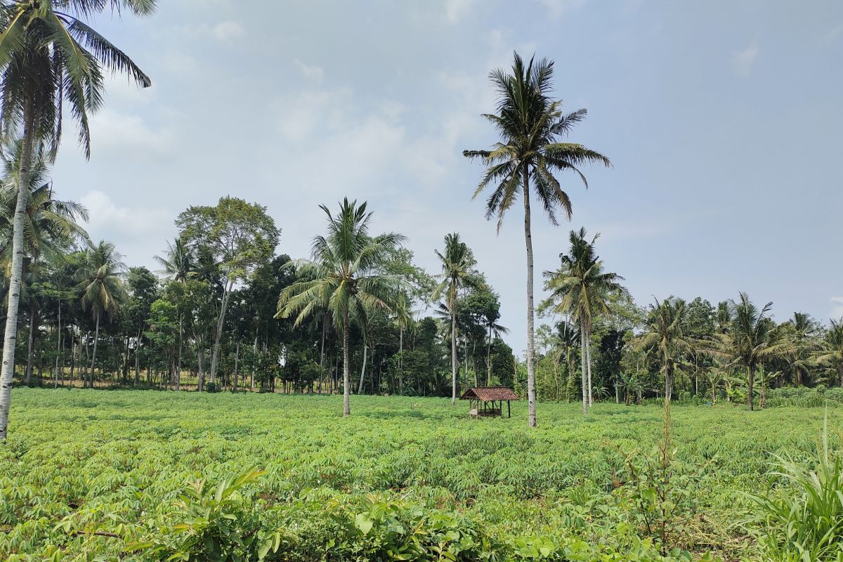 Lampung targetkan tingkatkan produktivitas ubi kayu 30 ton per ha