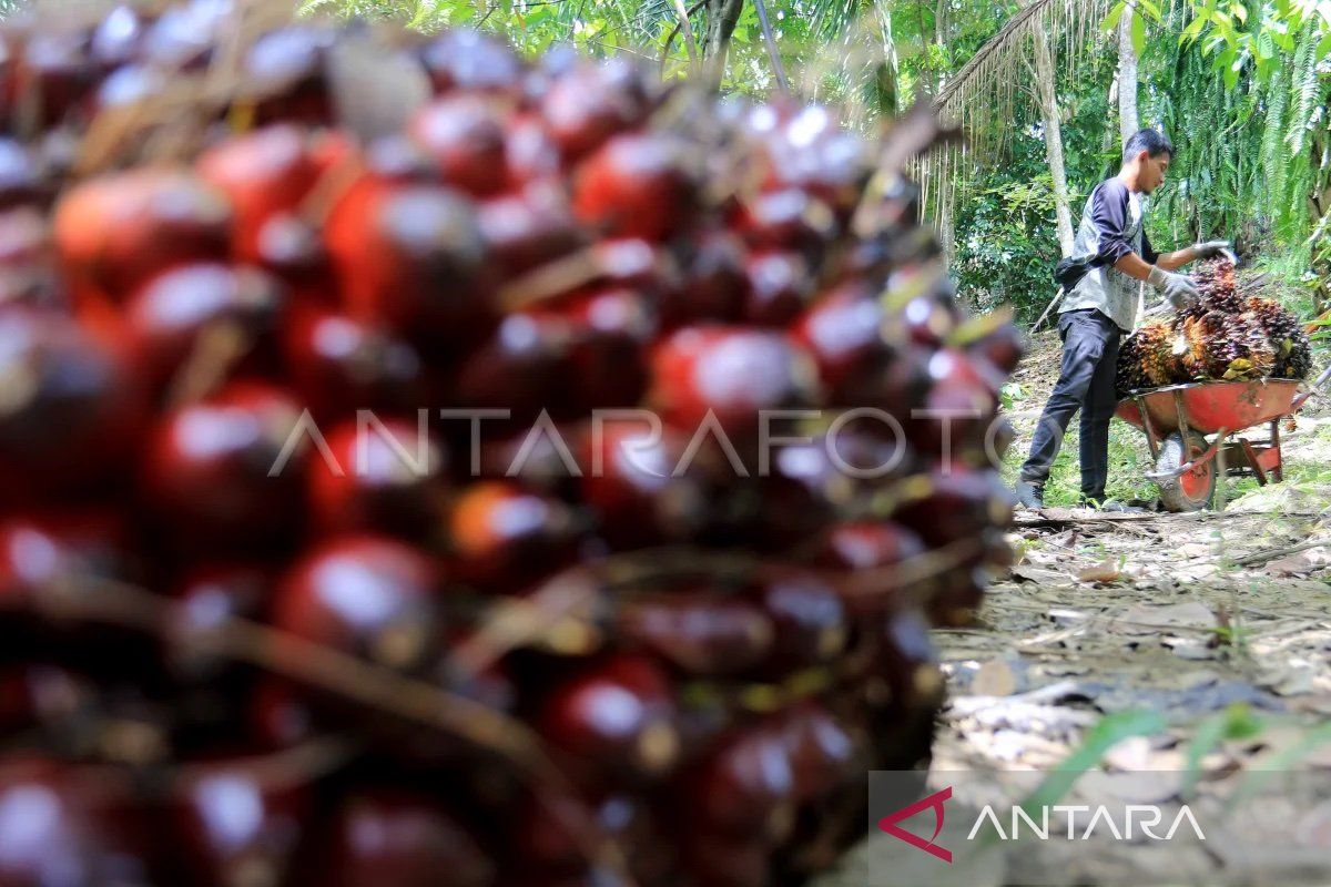 Kelapa sawit dongkrak perekonomian di Aceh Barat Daya