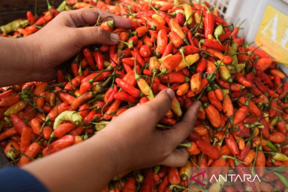 Harga cabai rawit di Pangkalpinang tembus Rp120.000 per Kg