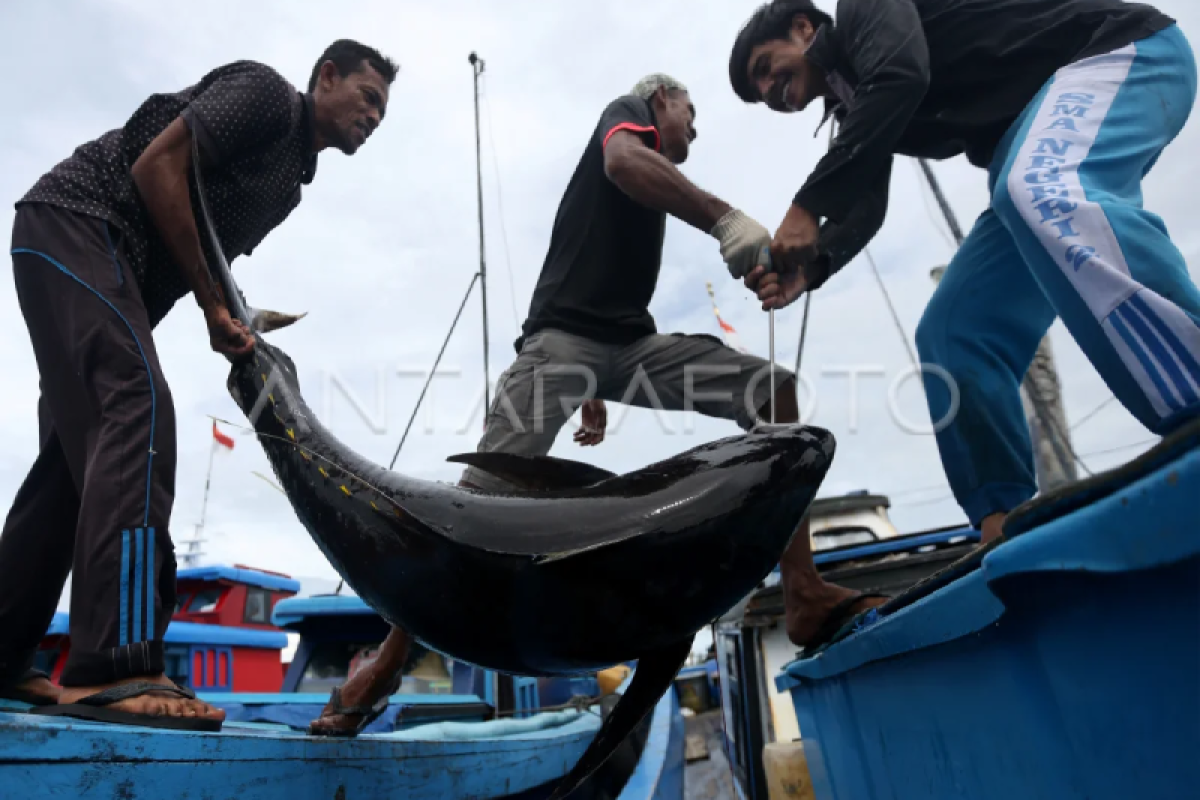 Hasil tangkap ikan nelayan Pidie capai 10,7 ribu ton, paling banyak tongkol