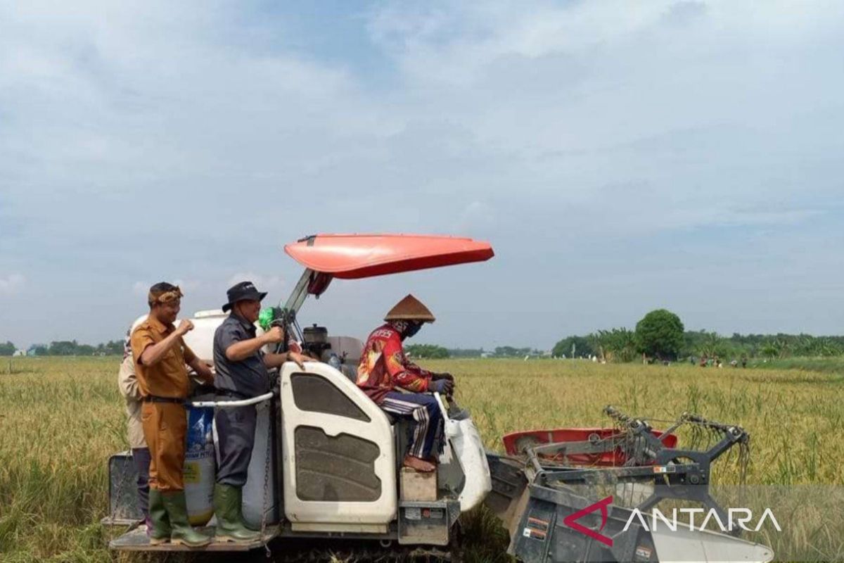 Distan Bekasi kejar produktivitas padi masuki musim panen di sejumlah wilayah