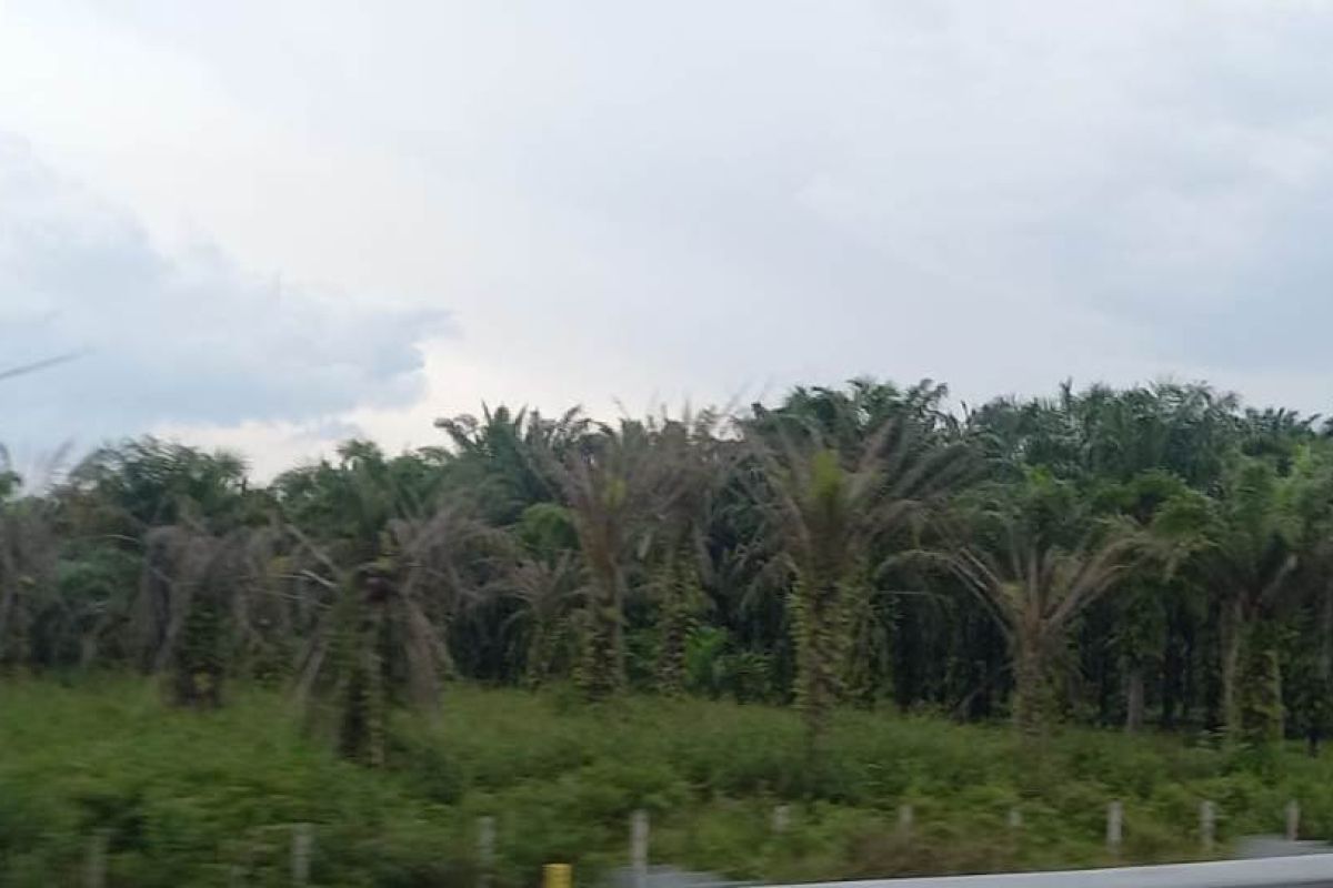 Harga sawit di Riau Rp2.614,89/kg