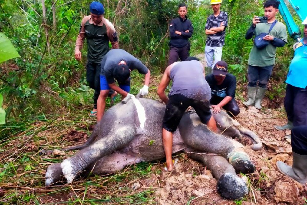 Seekor anak gajah liar mati di Tesso Tenggara Riau