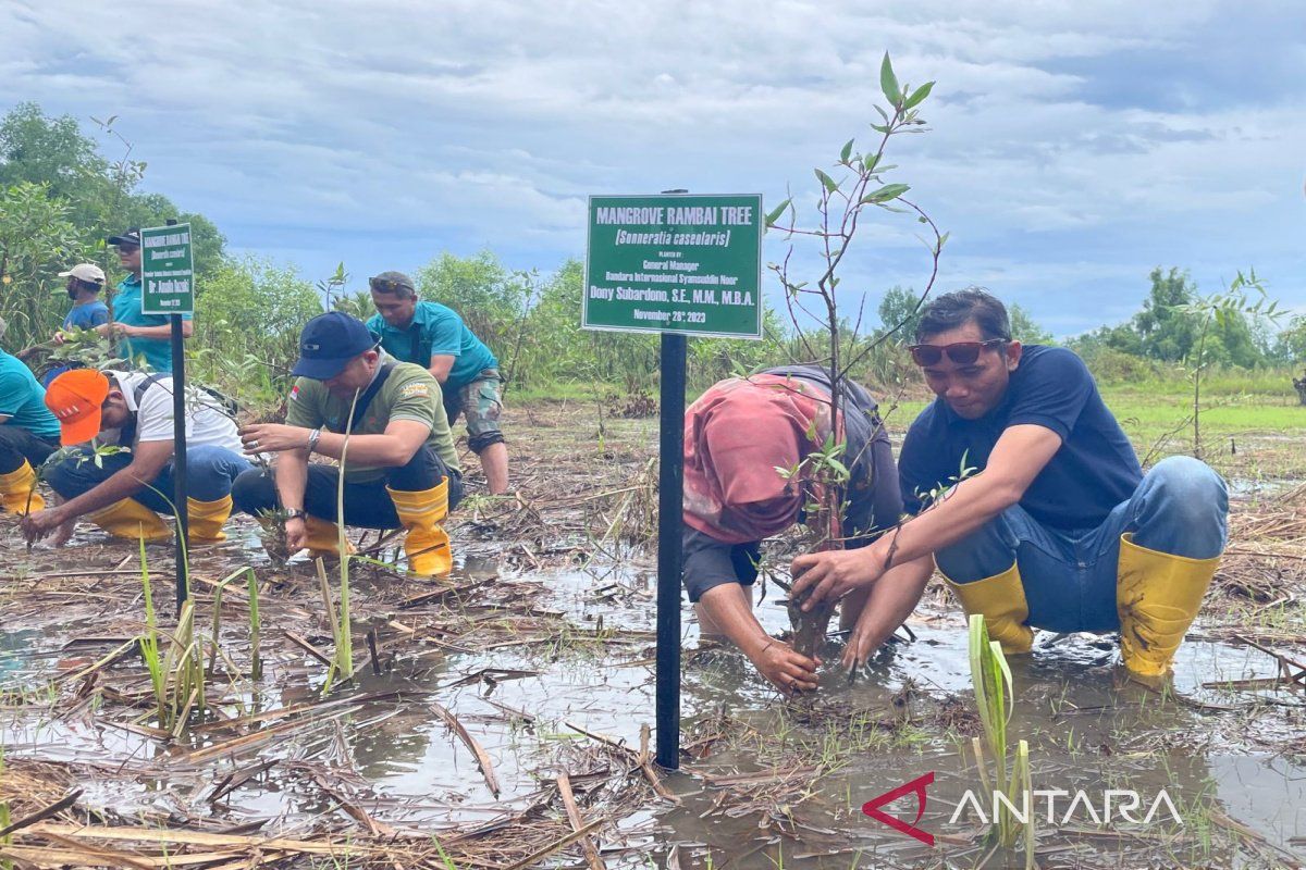 Angkasa Pura I tanam ratusan mangrove rambai di Pulau Curiak