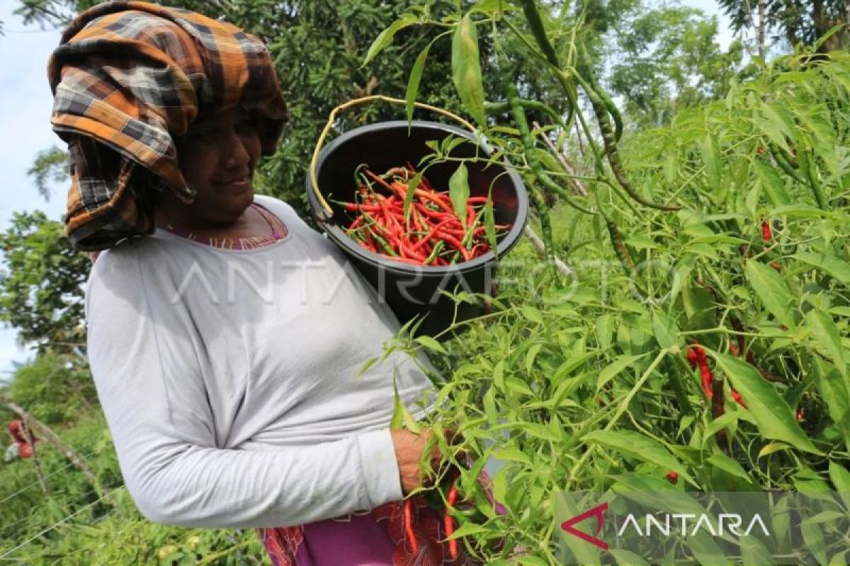 BPS: usaha pertanian di Banda Aceh didominasi usaha tani perseorangan