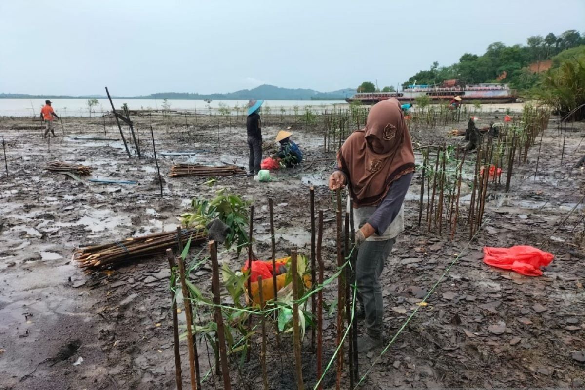 PT Timah lakukan penyulaman 2.500 bibit mangrove di Kundur