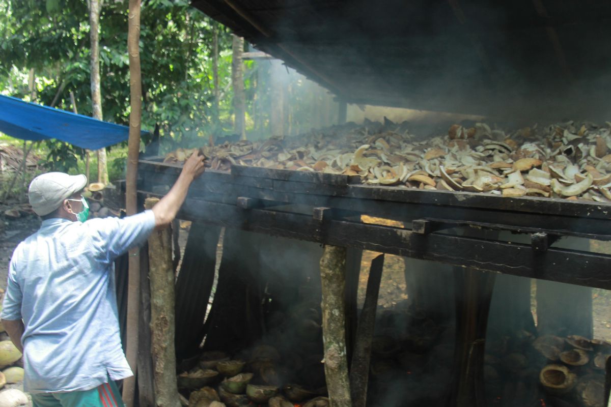 Karantina Pertanian: Malut  penghasil kelapa lima besar  di Indonesia