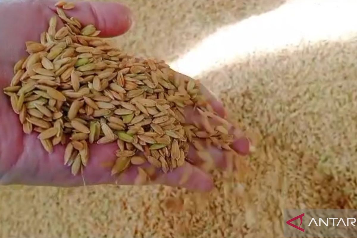DPRD Gorontalo Utara minta pemda intensif pantau harga beras