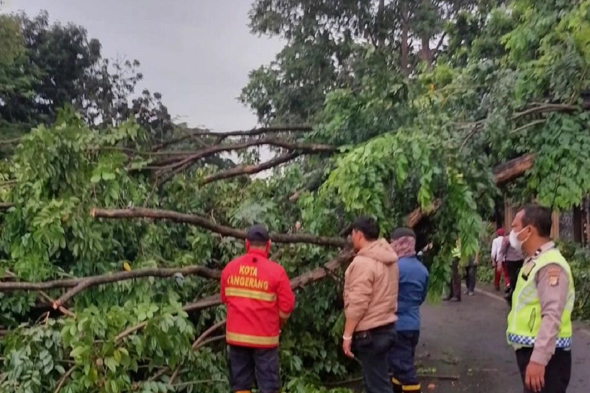 BPBD Kota Tangerang siapkan tim 24 jam respons pohon tumbang