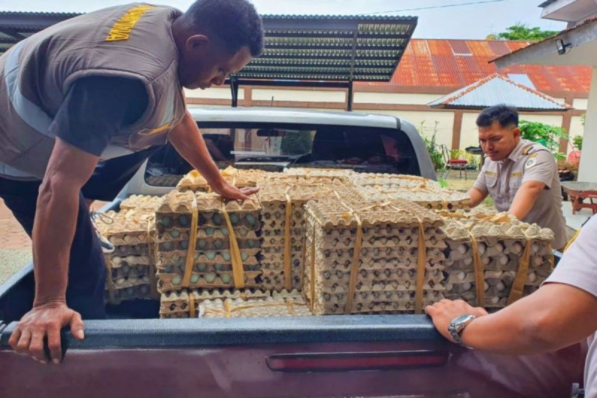 Karantina Pertanian Timika-Papua tahan 250 kg telur asal Surabaya