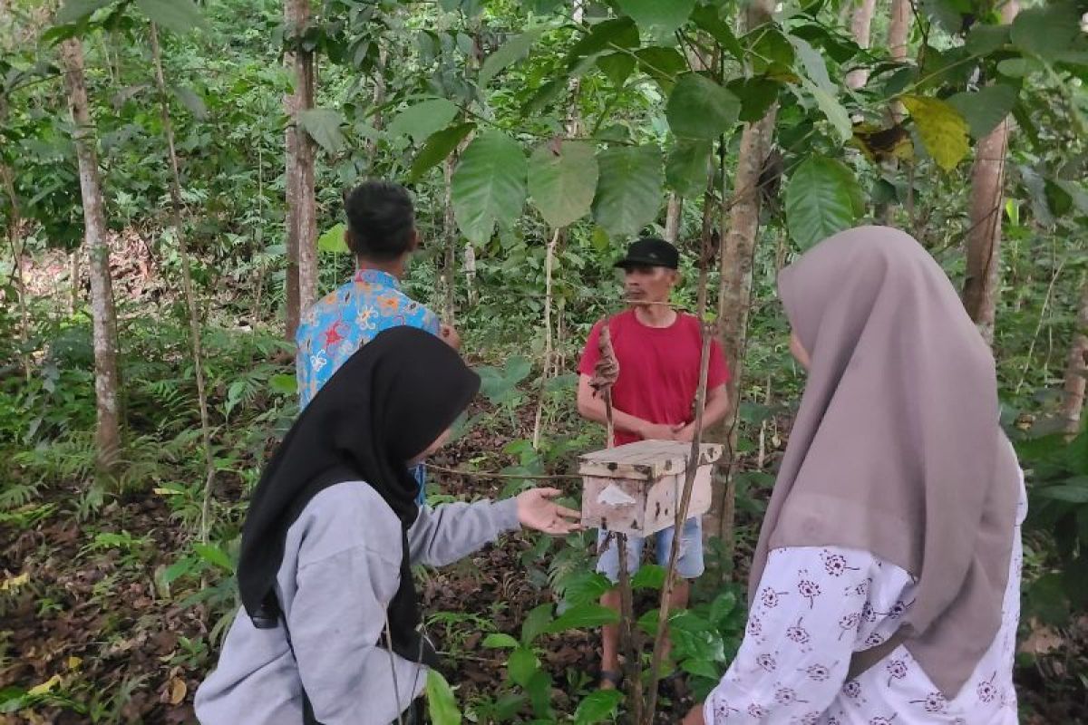 Mencegah penambangan gumuk dengan budidaya ternak tawon klanceng